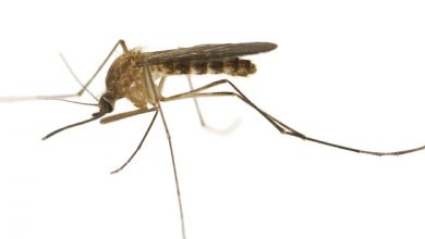 حمى فيروس غرب النيل