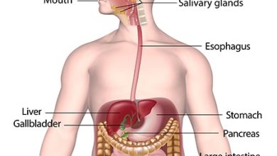 كيف يعمل الجهاز الهضمي