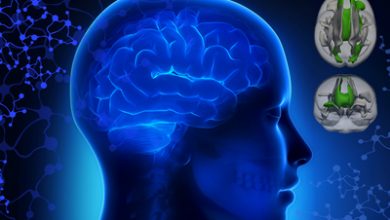 كيف يعمل الدماغ البشري ؟