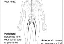 مكونات ووظائف الجهاز العصبي عند الانسان