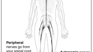 الجهاز العصبي 15 مكونات ووظائف الجهاز العصبي عند الانسان