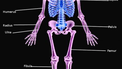 كيف يعمل الجهاز الهيكلي العظمي للانسان 19 كيف يعمل الجهاز الهيكلي العظمي للإنسان