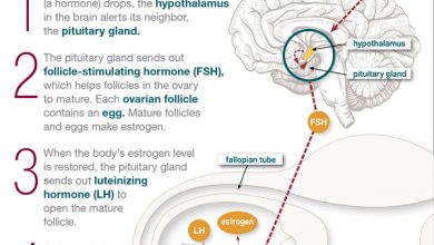 حاسبة الاباضة و الخصوبة