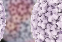 فيروس الورم الحليمي البشري: 5 أعراض فيروس الورم الحليمي البشري