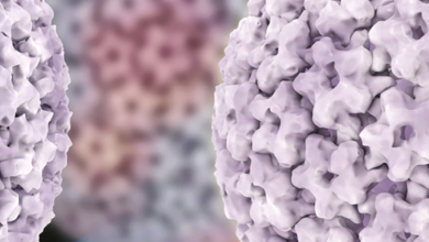 فيروس الورم الحليمي البشري: 5 أعراض 23 فيروس الورم الحليمي البشري: 5 أعراض فيروس الورم الحليمي البشري