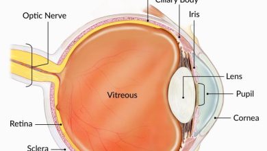 كيف يرى ويبصر الإنسان؟
