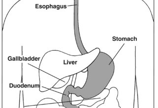 أعراض حساسية الجلوتين للكبار