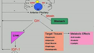 تحليل IGF1 الطبيعي حسب العمر