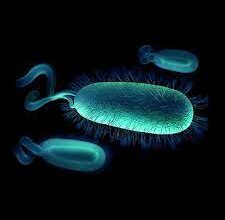 التهاب غشاء المعدة المخاطي وجرثومة المعدة