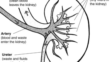 كيف تعمل وظائف الكلية