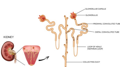 النفروز عند البالغين: 5 أعراض 19 اعراض النفروز عند البالغين