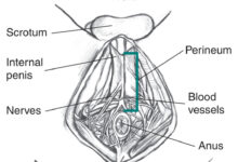 رض وجرح العجان عند الرجال