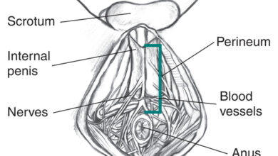 رض وجرح العجان عند الرجال: 3 أنواع 21 رض وجرح العجان عند الرجال