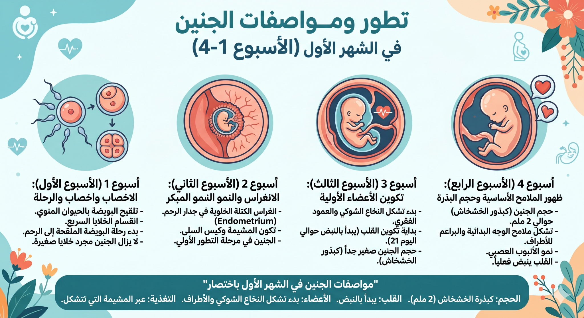 الجنين في الشهر الأول 13 الجنين في الشهر الأول 1