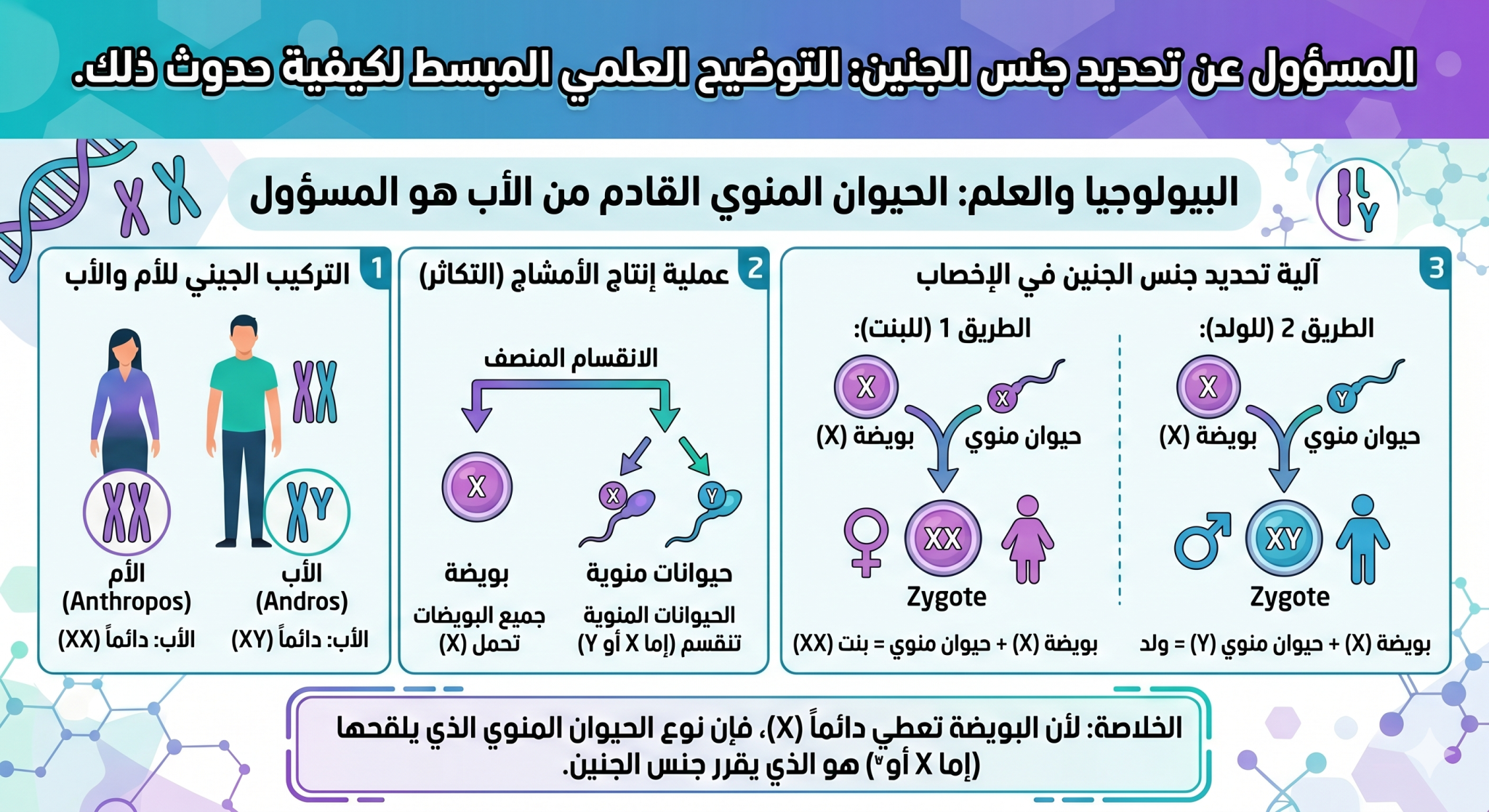 من المسؤول عن تحديد نوع وجنس الجنين 1