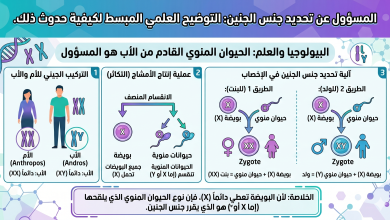 من المسؤول عن إنجاب الولد أو البنت؟